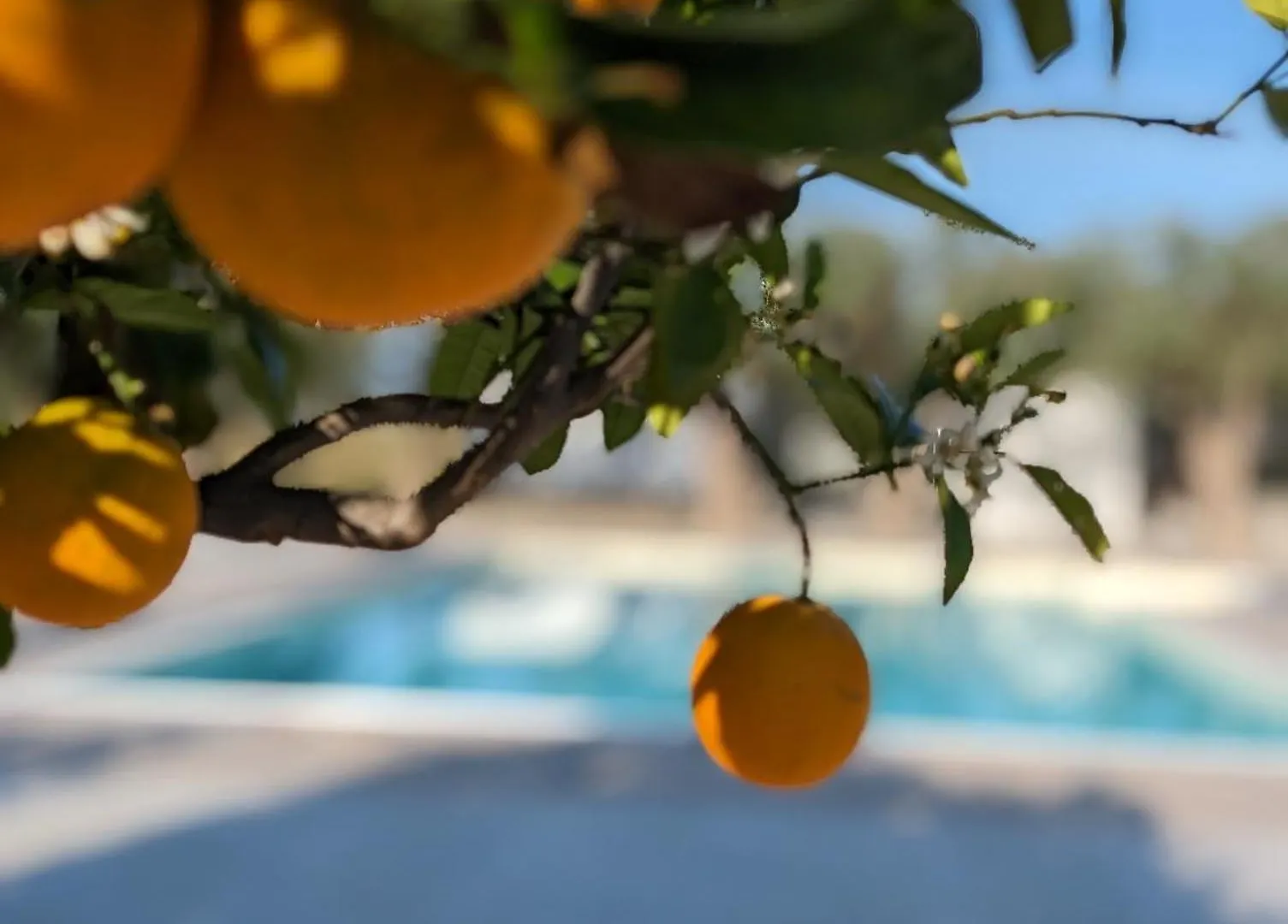 Villa Dafne Torrenova  Bed & Breakfast